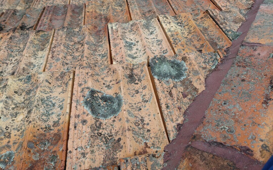 Solar Panel & Roof Treatment Project – Earlwood